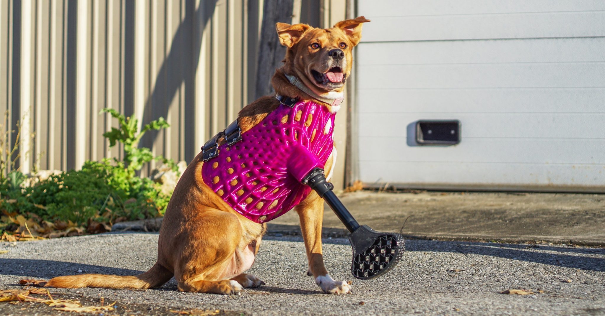 3D Printing Prosthetics is Helping Animals GrabCAD Blog